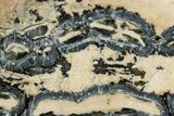 Mammoth Molar Slice With Case - South Carolina #350001-2